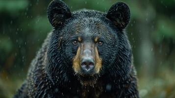A closeup of a black bear with a light brown snout and piercing eyes in the rain photo