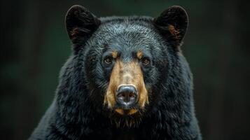 A closeup of a black bear with a light brown snout and piercing eyes against a dark background photo
