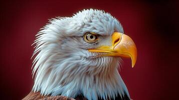 A closeup of a majestic bald eagle with sharp eyes and a powerful beak against a deep red background photo
