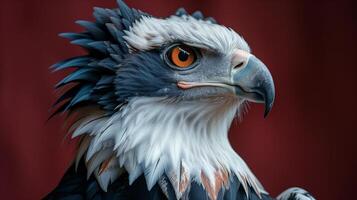 A close-up of a majestic eagle with sharp eyes and detailed feathers against a deep red background photo