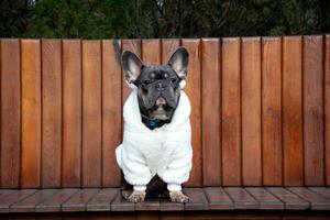 A cute French bulldog dressed in a warm white sweater sits upright on a wooden bench surrounded by greenery in the afternoon light photo