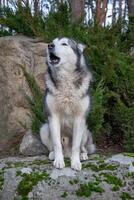 A Siberian husky sits on a moss-covered rock, howling in a serene forest environment with tall trees in the early morning light photo