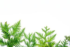 Fresh green cedar branches arranged artistically against a light background in a bright and airy setting photo