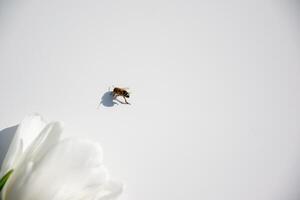 A bee lands on a delicate white flower resting on a smooth surface under soft sunlight, showcasing nature's beauty photo