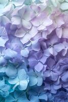 A beautiful display of soft gradient flowers showcases pastel shades of purple, blue, and green, creating a calming atmosphere photo