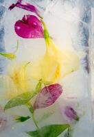 Fresh flowers encased in ice create a stunning visual effect, showcasing vibrant colors and intricate details as light filters through the frozen surface photo
