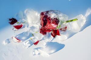 A delicate red rose, partially encased in clear ice, rests amidst scattered ice shards on a snow-covered ground, illuminated by bright winter sunlight photo