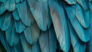 Turquoise feathers are beautifully arranged, displaying intricate patterns and textures that highlight their vibrant color and natural elegance photo