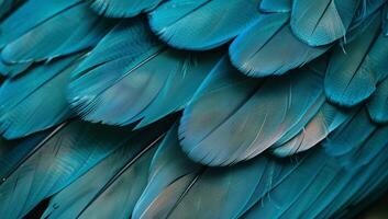Vibrant turquoise feathers display a stunning array of textures and patterns, capturing the beauty of nature in a detailed close-up photo