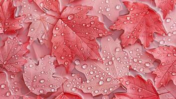 Glowing red maple leaves adorned with sparkling water droplets form a captivating, seamless visual of autumn's splendor and freshness photo