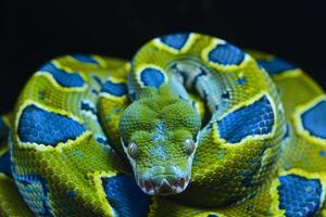 This striking snake features bright green and blue scales with unique patterns, resting against a deep black background, highlighting its colorful texture and details photo