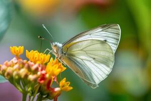 A beautiful white and yellow butterfly rests gently on a cluster of bright yellow flowers. The lush greenery surrounds this tranquil garden scene on a sunny day photo