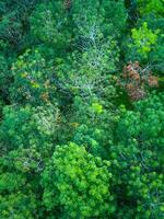 Aerial view of green trees in the rainforest photo