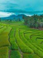 A view of rice fields in bali, indonesia photo