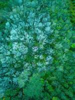 Aerial view of the forest in the amazon rainforest photo