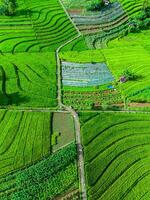 Aerial view of rice fields in bali, indonesia photo