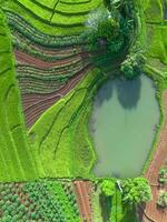 An aerial view of a rice field with a pond photo