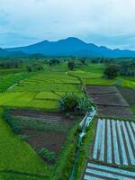 An aerial view of a rice field with mountains in the background photo
