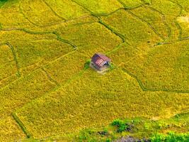 An aerial view of a small house in a rice field photo