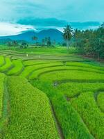 An aerial view of a rice field photo