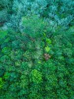 Aerial view of green forest in the rainforest photo