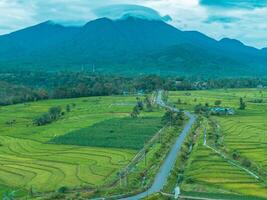 A view of a rice field and mountain range photo
