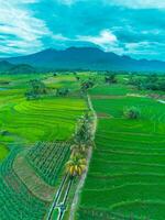 An aerial view of rice fields and mountains photo