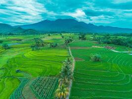 Aerial view of rice fields and mountains in thailand photo