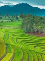 A rice field with many rows of green plants photo