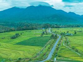 A view of a rice field with mountains in the background photo