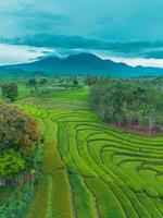 A view of a rice field with mountains in the background photo