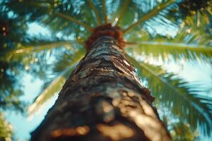 Low Angle View of a Palm Tree Trunk with Leaves photo