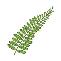 Green leaf similar to fern or biophytum on a white background. Decorative element for arranging bouquets in floristry. Isolated illustration. vector