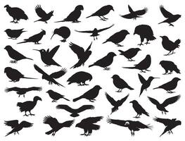 BIRDS SILHOUETTE WHITE BACKGROUND vector