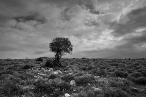 Solitary tree stands resilient against a dramatic cloudy sky at dusk in a desolate landscape photo