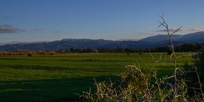 Bright green fields stretch under a clear blue sky with distant mountains in late afternoon light photo