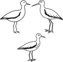 Sandpiper Line art image design vector