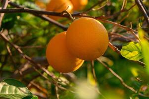 Fresh oranges hang from branches under the warm sun in an orchard during a summer afternoon photo