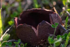 Curious fungus emerges from the earth in a lush green meadow during springtime photo