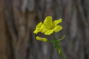 Bright yellow flowers bloom delicately against a rustic wooden backdrop in a serene garden setting photo