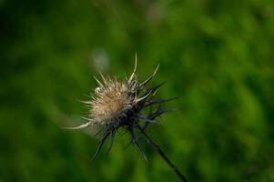 Delicate thistle blooms against a vibrant green backdrop during sunny afternoon photo