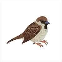 Colorful Illustration of Sparrow Bird Isolated on White Background vector