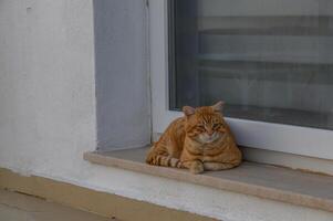 Sunlit window perch where a relaxed ginger cat enjoys a peaceful afternoon photo
