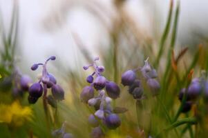 Delicate purple blooms sway gently in the soft breeze of a sunlit meadow during spring dawn photo