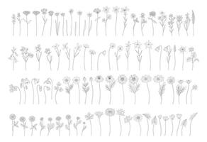 Wildflowers set in line art, contour, and minimal style. Hand drawn diverse meadow flowers, herbs, and wild plants. Botanical elements for design projects vector
