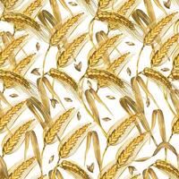 Seamless watercolor pattern. Wheat ears, ripe wheat grains hand painted in watercolor and isolated on white background. Suitable for printing on fabric, kitchen textiles, scrapbooking vector