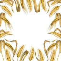 Square frame of wheat ears and yellow wheat leaves. All objects are hand-drawn with watercolors and isolated on a white background. Suitable for printing on food packaging, fabric vector