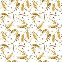 Seamless watercolor pattern. Wheat ears, ripe wheat grains hand painted in watercolor and isolated on white background. Suitable for printing on fabric, kitchen textiles, scrapbooking vector