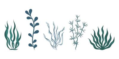 Set of algae, seaweed illustration vector