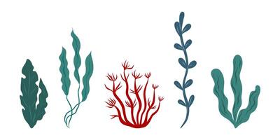 Set of algae, seaweed different shapes and colors, illustration vector